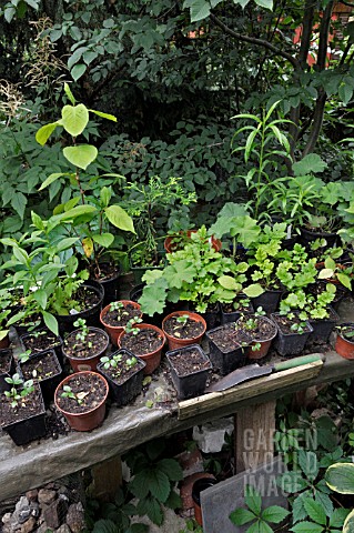 TABLE_WITH_SEEDLINGS_IN_POTS