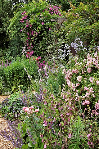 PERENNIAL_BORDER_WITH_CAMPANULA__BELLFLOWER__ROSA__ROSE__CLEMATIS__CLEMATIS_DESIGN_MARIANNE_AND_DETL