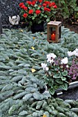 GRAVE DECORATION WITH FIR BRANCHES AND CYCLAMEN PERSICUM