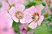 ANISODONTEA CAPENSIS LADY IN PINK