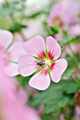 ANISODONTEA CAPENSIS LADY IN PINK