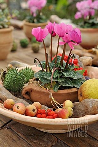 CYCLAMEN_PERSICUM_WITH_AUTUMNAL_FRUITS