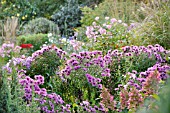 AUTUMNAL GARDEN WITH ASTERS. DESIGN: MARIANNE AND DETLEF LUEDKE