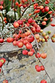 MALUS, CRAB APPLES IN A VASE