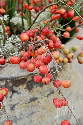 MALUS_CRAB_APPLES_IN_A_VASE