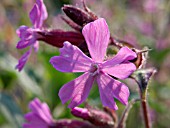 LYCHNIS DIOICA, RED CAMPION