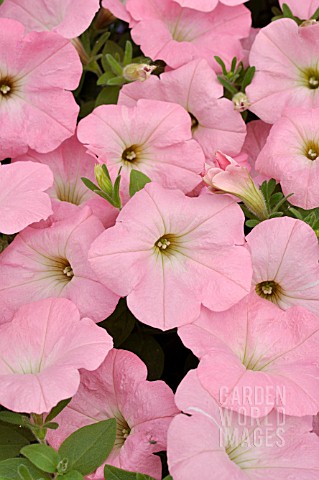 PETUNIA_SURFINIA_TABLE_SOFT_PINK
