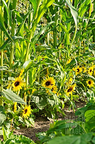 HELIANTHUS_ANNUUS_AND_ZEA_MAYS
