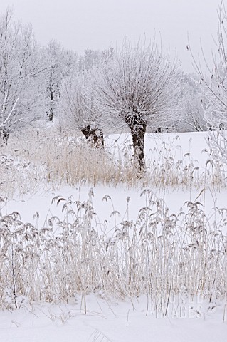 SALIX_AND_PHRAGMITES_AUSTRALIS_AT_A_WINTRY_POND