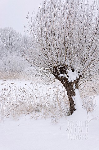 SALIX_AND_PHRAGMITES_AUSTRALIS_AT_A_WINTRY_POND