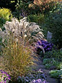 MISCANTHUS SINENSIS FLAMINGO, CHINESE SILVER GRASS