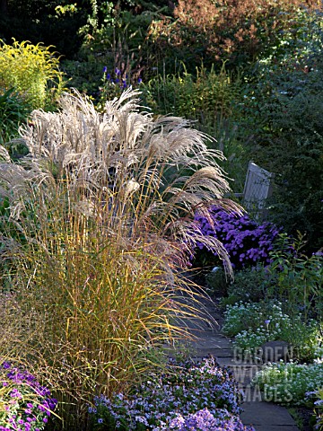 MISCANTHUS_SINENSIS_FLAMINGO_CHINESE_SILVER_GRASS