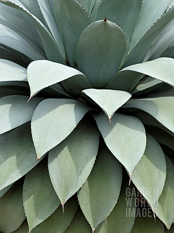 AGAVE_PARRYI