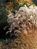 MISCANTHUS SINENSIS FLAMINGO, CHINESE SILVER GRASS