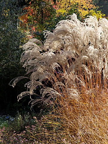 MISCANTHUS_SINENSIS_FLAMINGO_CHINESE_SILVER_GRASS