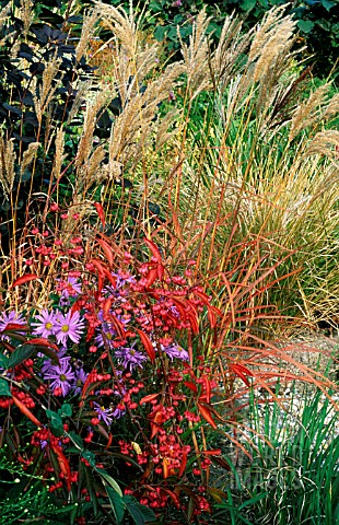 MIXED_PLANTING_BORDER_WITH_GRASSES_AT_BADGERS__SUSSEX__TOM_AND_ANN_MOUNT