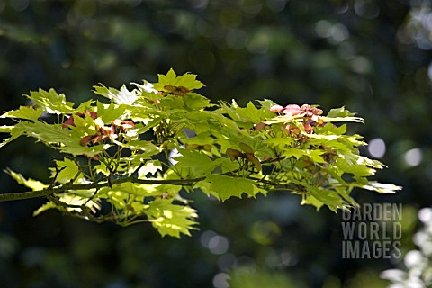 AN_ACER_AT_RHS_GARDEN_HYDE_HALL__IN_JUNE