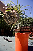 CHECKING THE ROOTS OF AN DRACAENA MARGINATA,  THE ROOTBALL IS ESTABLISHED AND GROWING WELL. IT CAN BE RE POTTED AT THIS STAGE.