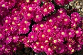 LAMPRANTHUS SPECTABILIS IN THE DRY GARDEN AT HYDE HALL IN JUNE.