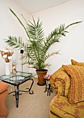 A LARGE SHADE TOLERANT PALM,  PHOENIX CANARIENSIS,  IN THE CORNER OF A ROOM