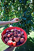 PICKING VICTORIA PLUMS FROM THE TREE