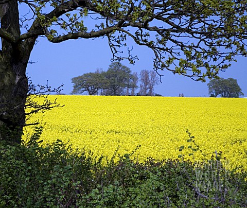 A_FIELD_OF_BRILLIANT_YELLOW_RAPESEED__BRASSICA_NAPUS