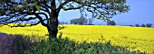 PANORAMIC VIEW OF A FIELD OF YELLOW RAPESEED, BRASSICA NAPUS, OFTEN USED FOR ANIMAL FEED, VEGETABLE OIL FOR HUMAN CONSUMPTION AND BIODIESEL.