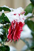 CAMELLIA HYBRID, BLACK LACE, IN  SPRING COVERED IN SNOW
