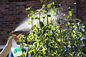 SPRAYING A PEAR TREE, LEAVES THAT ARE INFECTED WITH APHIDS.