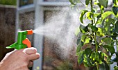 SPRAYING A PEAR TREE, LEAVES THAT ARE INFECTED WITH APHIDS