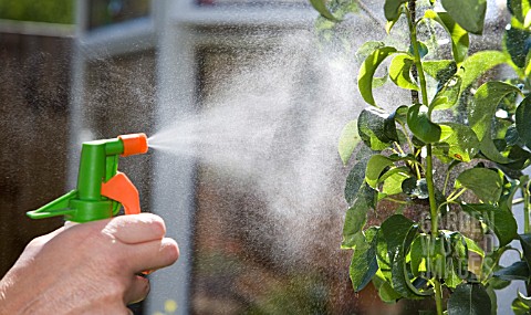 SPRAYING_A_PEAR_TREE_LEAVES_THAT_ARE_INFECTED_WITH_APHIDS