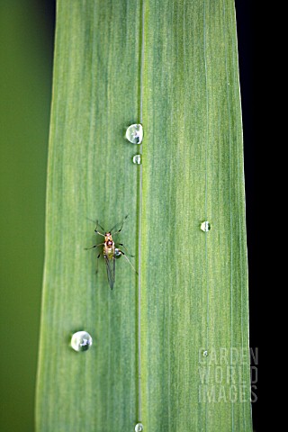 APHID_ON_LEAVES_OF_THE_CROCOSMIA_JACKANAPES