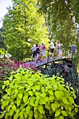 VISITORS ON THE BRIDGE AT RHS HYDE HALL GARDENS, IN THE FOREGROUND IS CORNUS ALBA AUREA AND BEHIND THAT IS PERSICARIA AMPLEXICAULIS