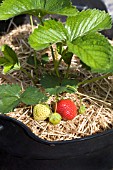 STRAWBERRY CAMBRIDGE FAVOURITE  RIPENING FRUIT, PROTECTED BY A BEDDING OF STRAW.