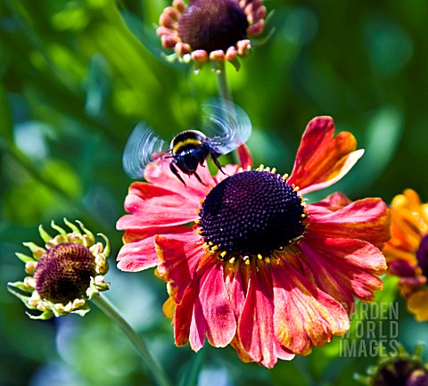 HELENIUM_SAHINS_EARLY_FLOWERER__WITH_BEE
