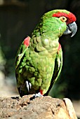 THICK BILLED PARROT,