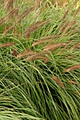 PENNISETUM ALOPECUROIDES MOUDRY (RHS WISLEY)
