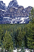 CONIFEROUS WOODLAND IN THE CANADIAN ROCKIES