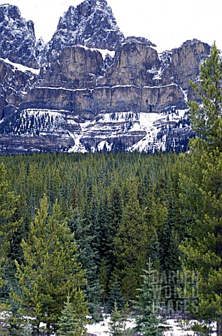 CONIFEROUS_WOODLAND_IN_THE_CANADIAN_ROCKIES