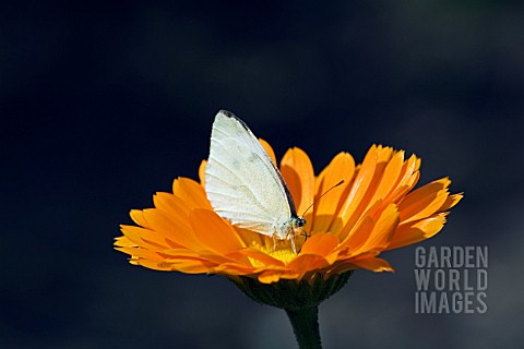 LARGE_WHITE_BUTTERFLY_PIERIS_BRASSICAE_ON_CALENDULA__RHS_WISLEY_AUGUST