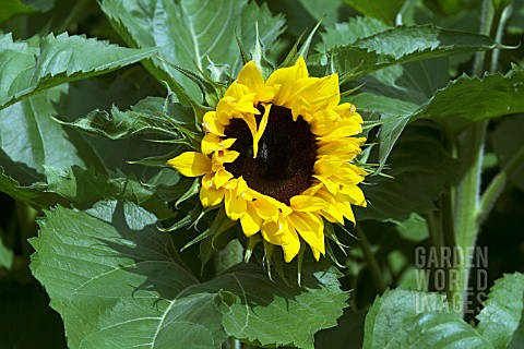 HELIANTHUS_ANNUUS_POTS_OF_GOLD__RHS_WISLEY_AUGUST