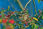 REDWING TURDUS ILIACUS AND COTONEASTER BERRIES,  DECEMBER.