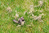 CAT FAECES ON LAWN,  SURREY: MAY