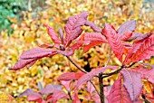 AUTUMN COLOUR FROM FOLIAGE OF DECIDUOUS AZALEA CV. WITH SPIRAEA JAPONICA CANDLELIGHT IN BACKGROUND,  NOVEMBER
