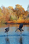 COURTING CRANES BY GAIL RUNYON PERRY,  SEVEN ACRES LAKE,  RHS WISLEY: LATE NOVEMBER