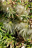 SEEDHEADS OF CLEMATIS NAPAULENSIS,  RHS WISLEY: MARCH