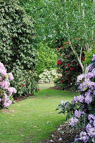 GRASS_PATH_WITH__AT_LEFT__RHODODENDRON_SCINTILLATION_AND__AT_RIGHT__R_BLUE_ENSIGN_AND_BETULA_UTILIS_