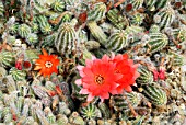 ECHINOPSIS CHAMAECEREUS FIRE CHIEF,  HOLLY GATE CACTUS GARDEN,  ASHINGTON,  WEST SUSSEX: MAY