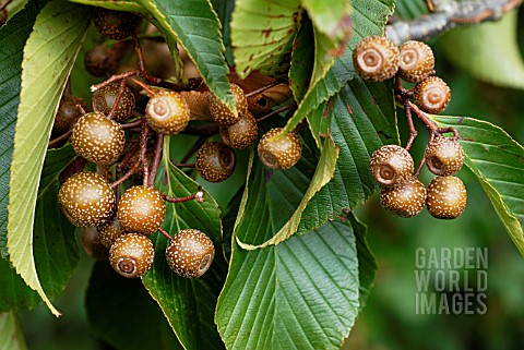 FRUITS_OF_SORBUS_CALONEURA__SUSSEX_SEPTEMBER