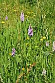 ORCHIDS (DACTYLORHIZA FUCHSII) IN GRASSLAND WITH BUTTERCUPS (RANUNCULUS SP.), JUNE